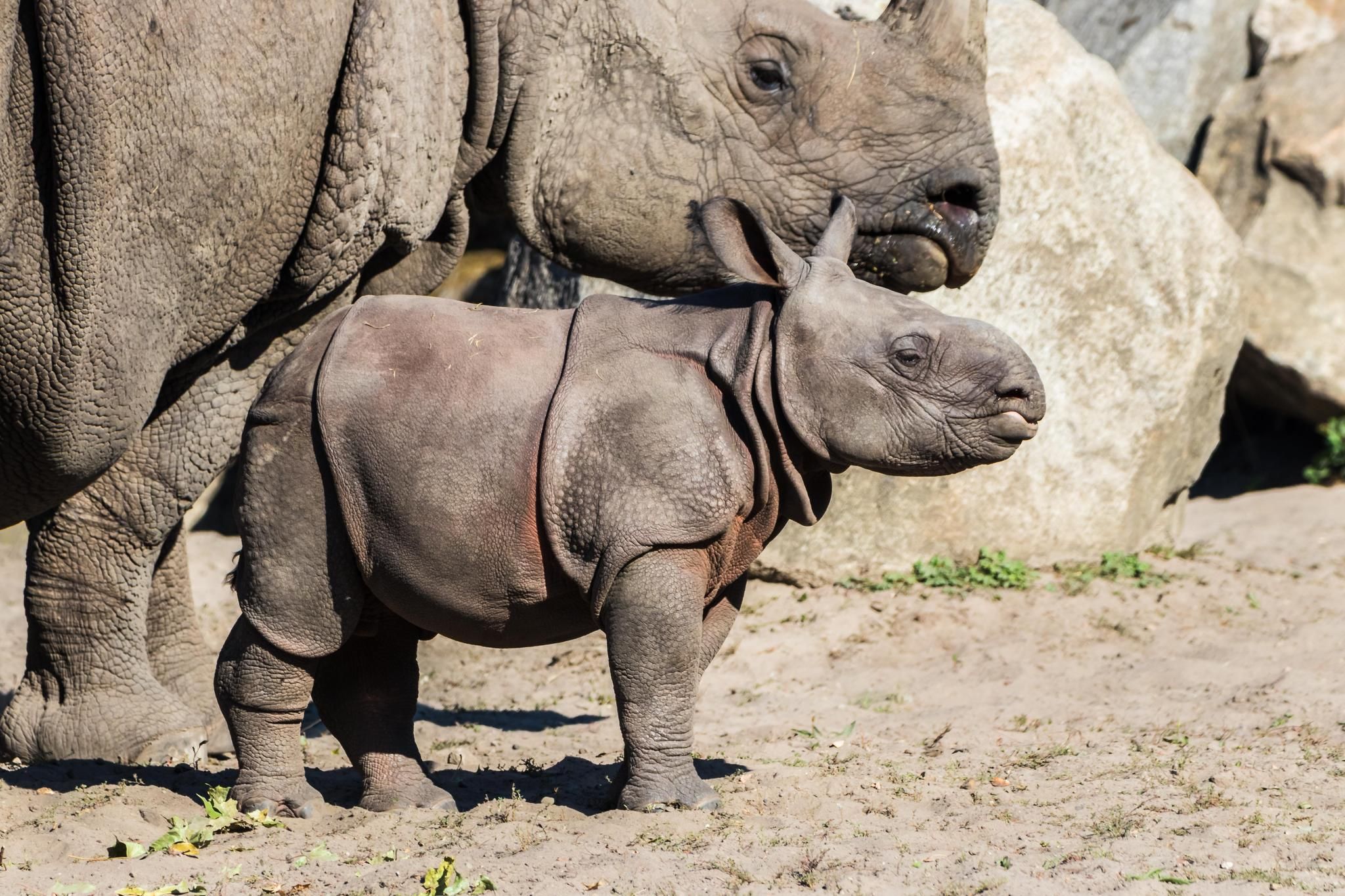Le rhinocéros de Java en grand danger après une vague de braconnage