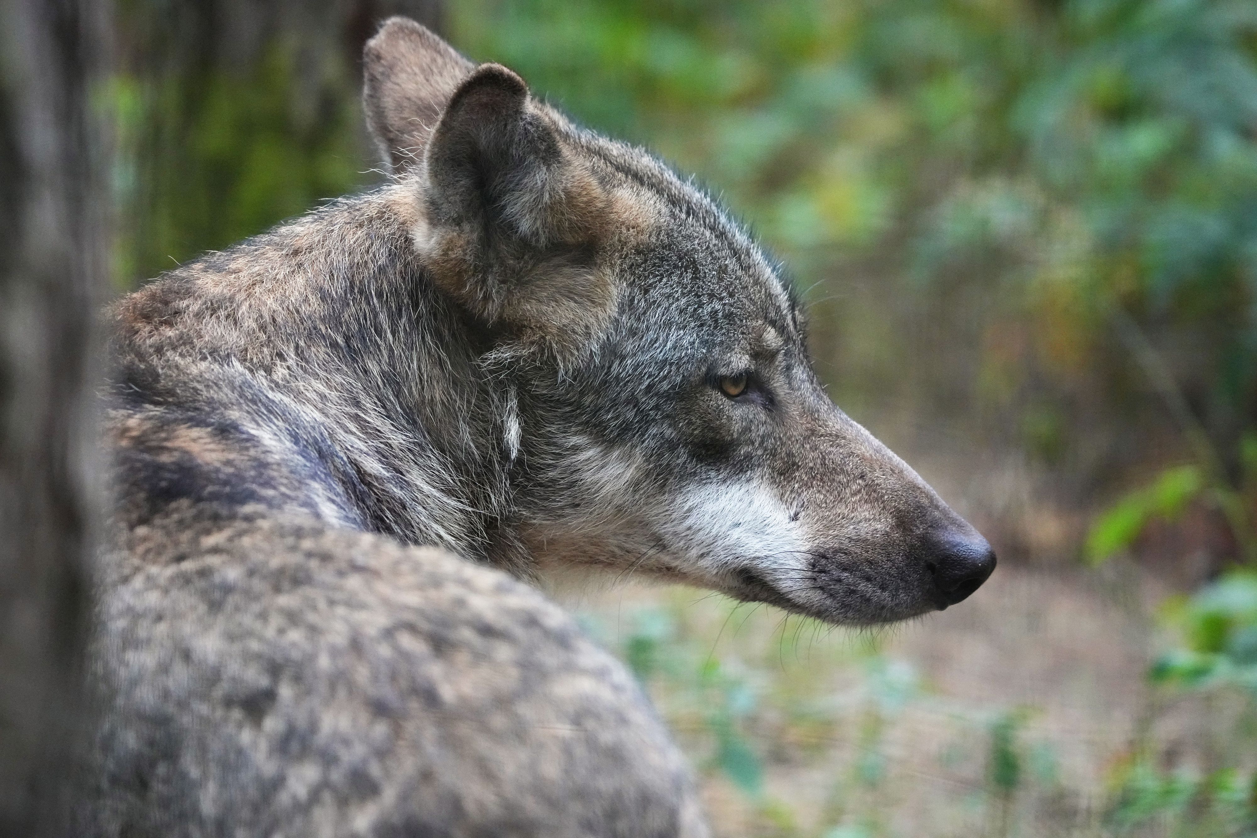 Le loup a fait moins de victimes cette année