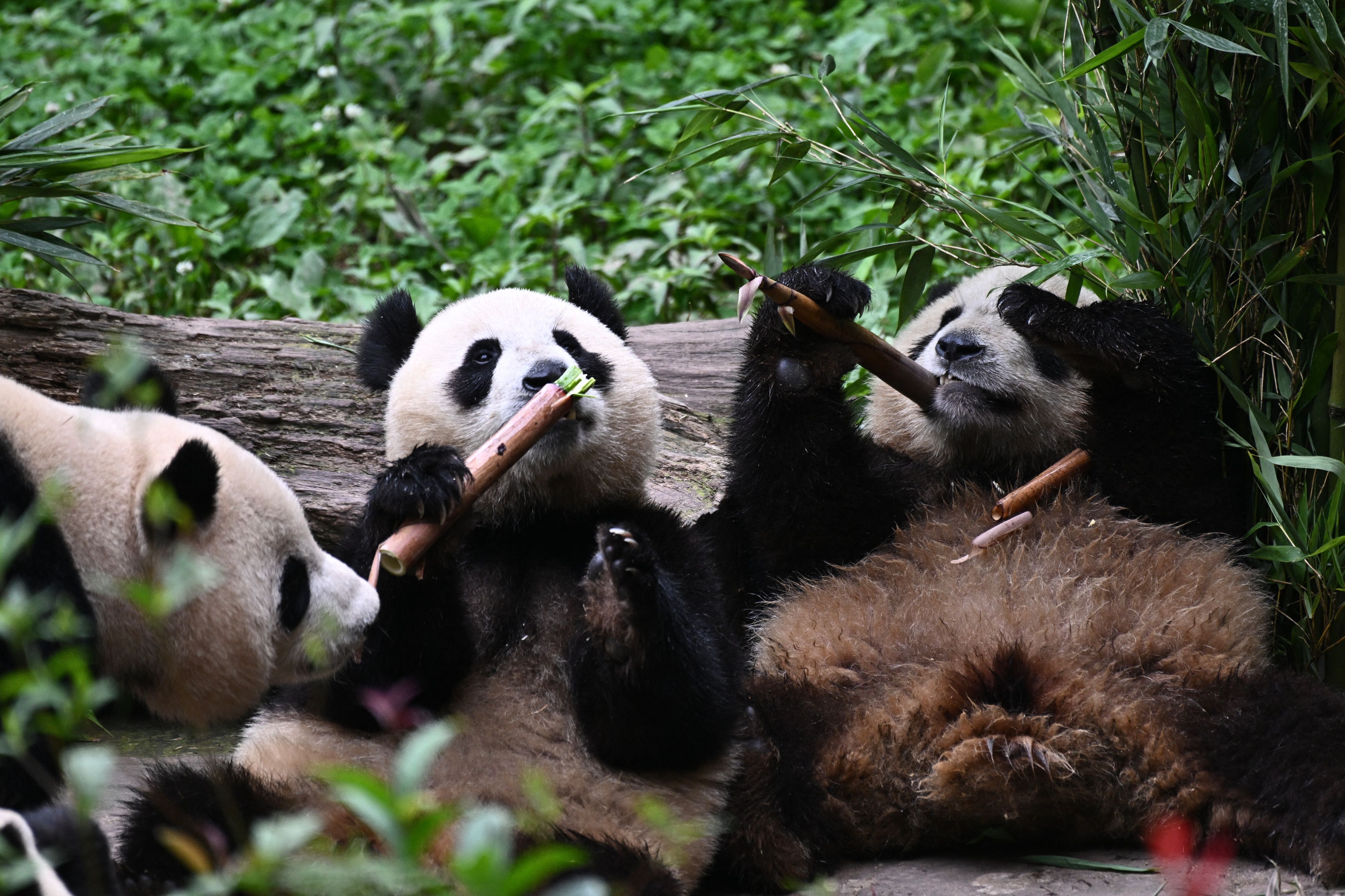 Comment la Chine gère le rappel des pandas nés à l'étranger