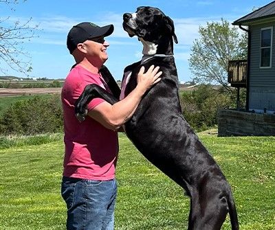 Le plus grand chien du monde meurt peu après son record