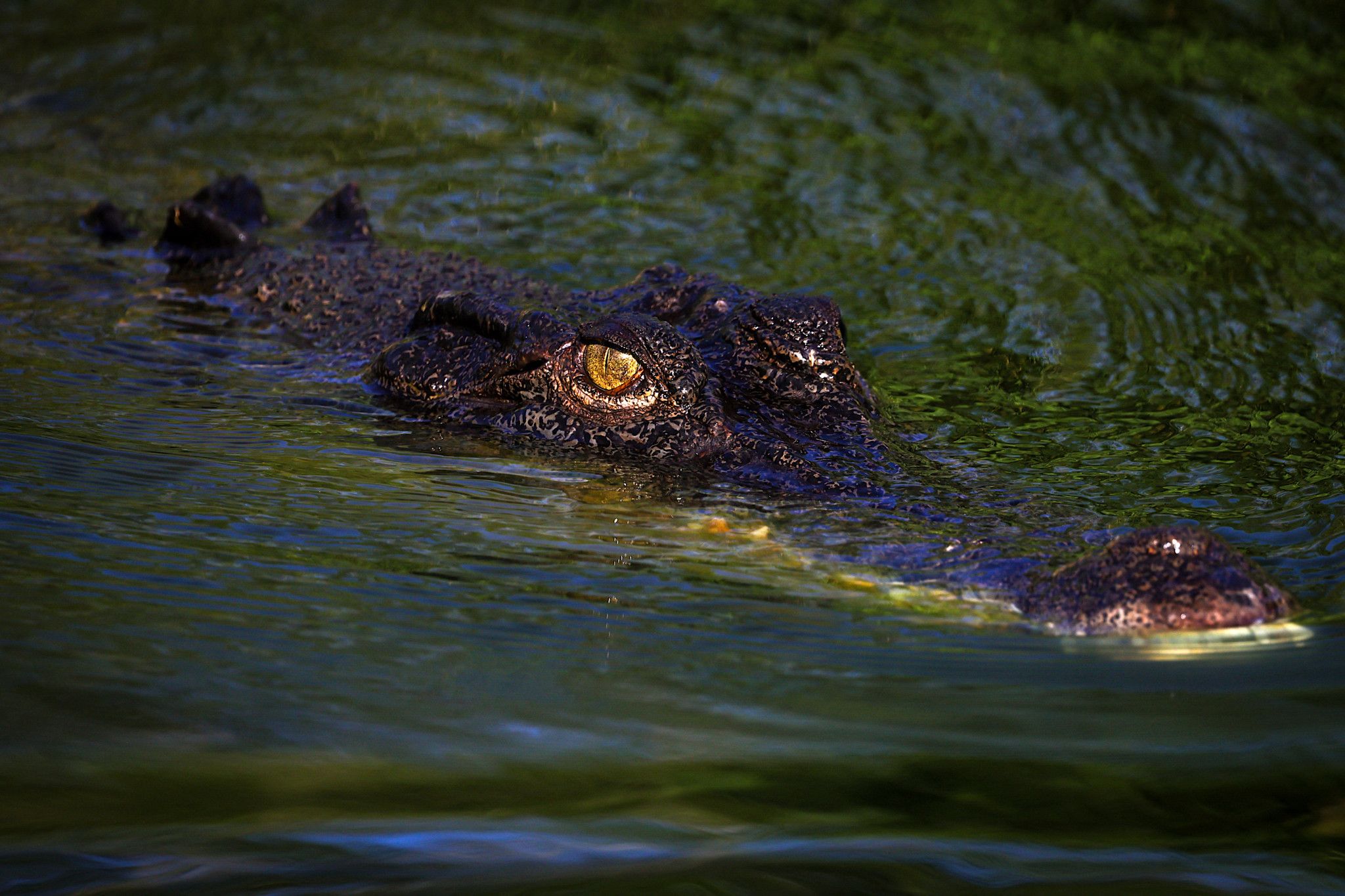 Potentiellement «attaqué par un crocodile», un ado porté disparu