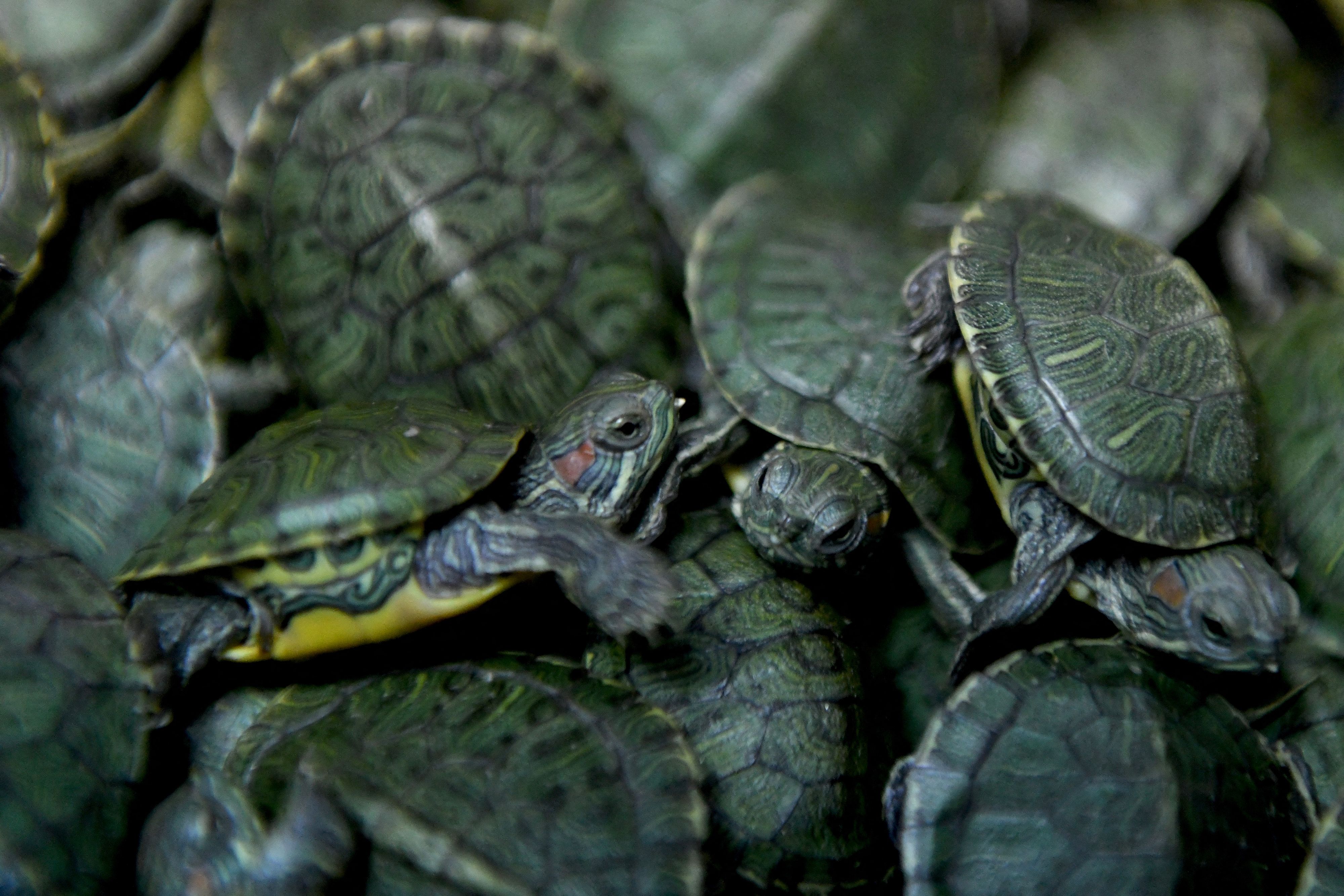 Le «gang des tortues Ninja» a été démantelé