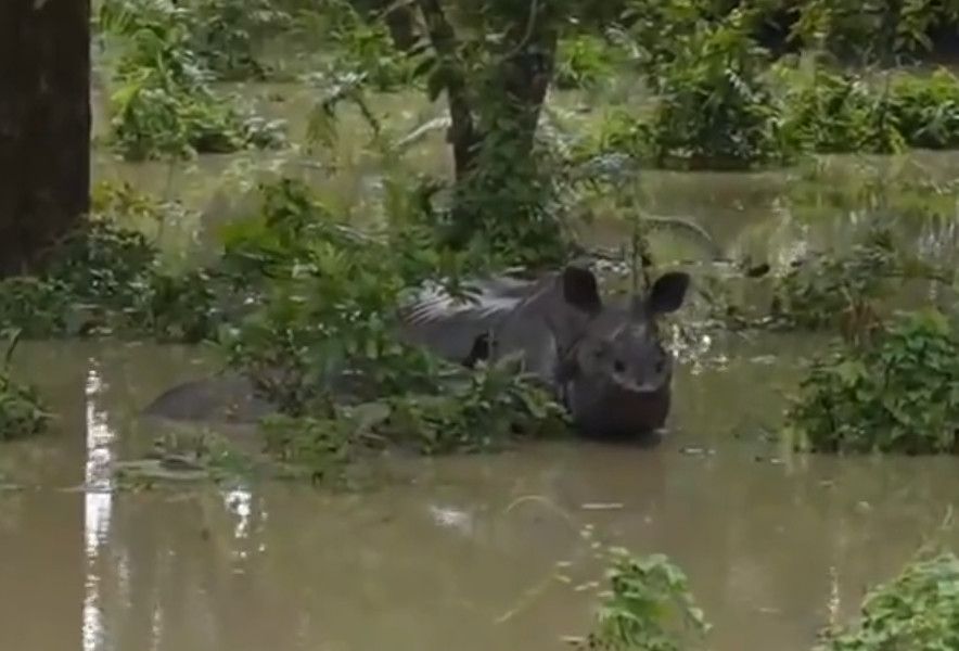 Six rhinocéros tués dans des inondations