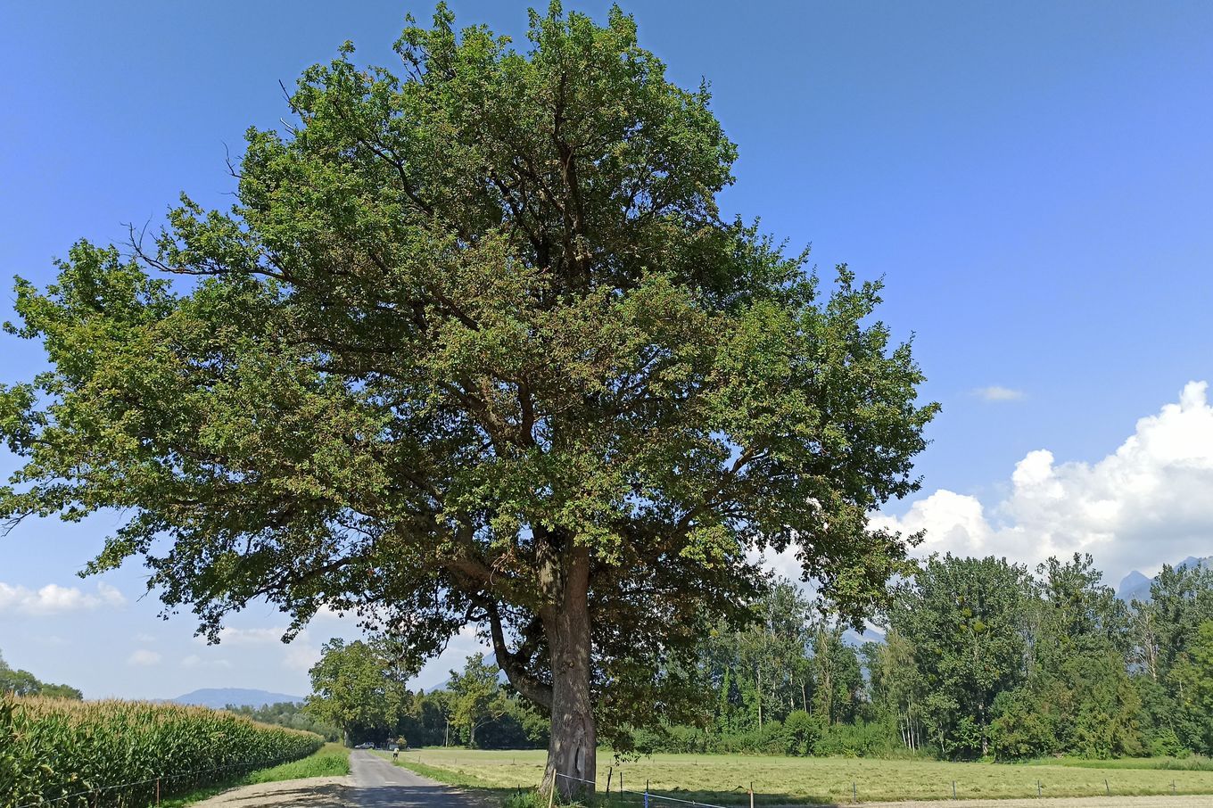 Vaud, nouveau pays des arbres dits «remarquables»