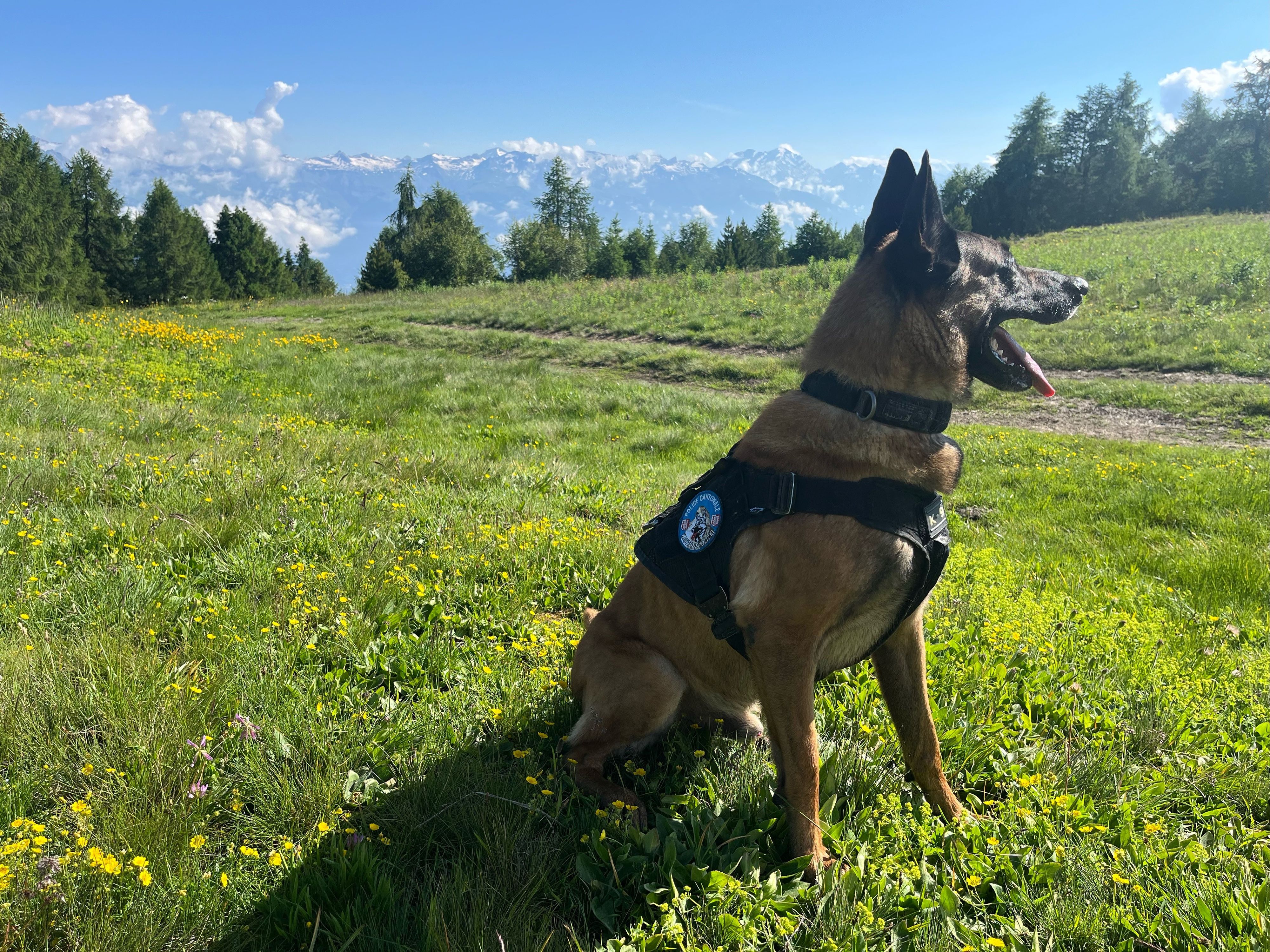 Un chien policier retrouve une femme disparue d'une clinique