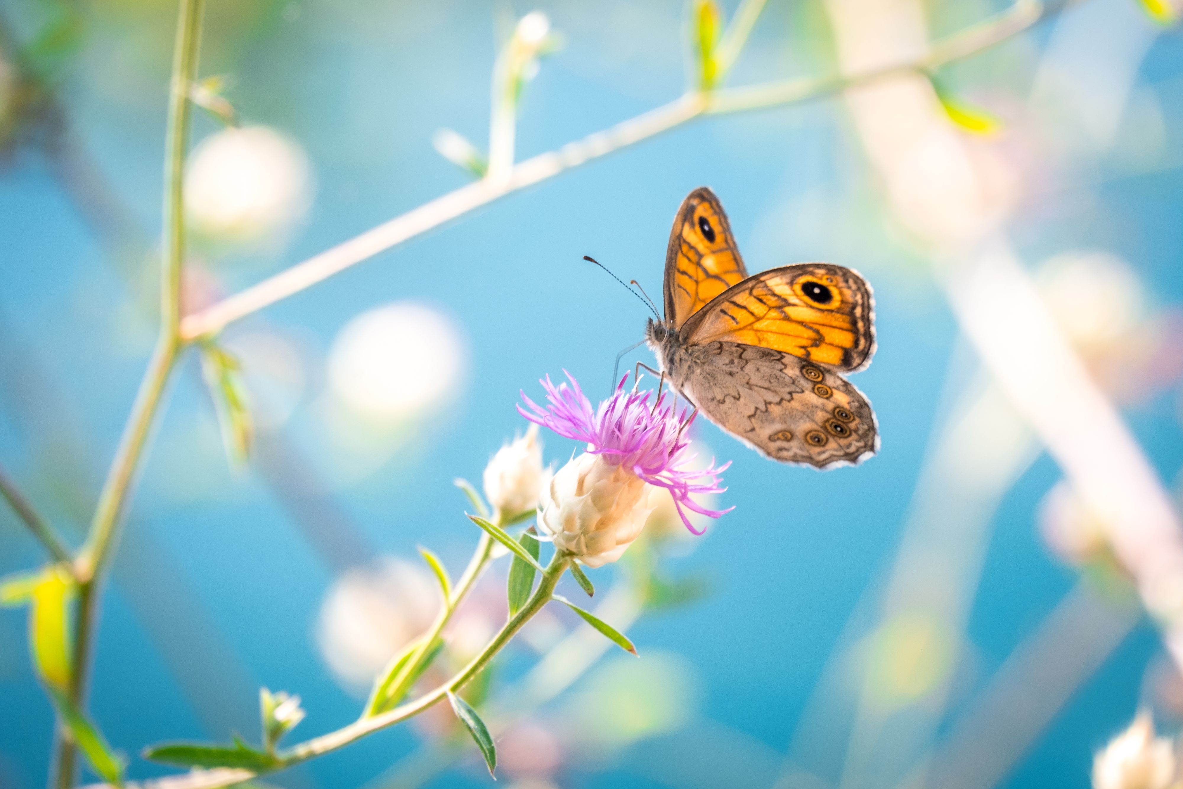 Le peuple suisse appelé à mieux soigner sa biodiversité