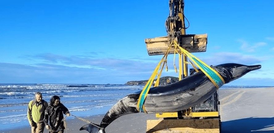 La baleine la plus rare au monde échoue sur une plage