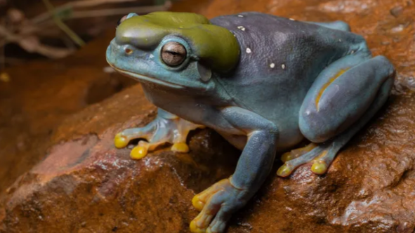 Découverte d'une étonnante grenouille mutante