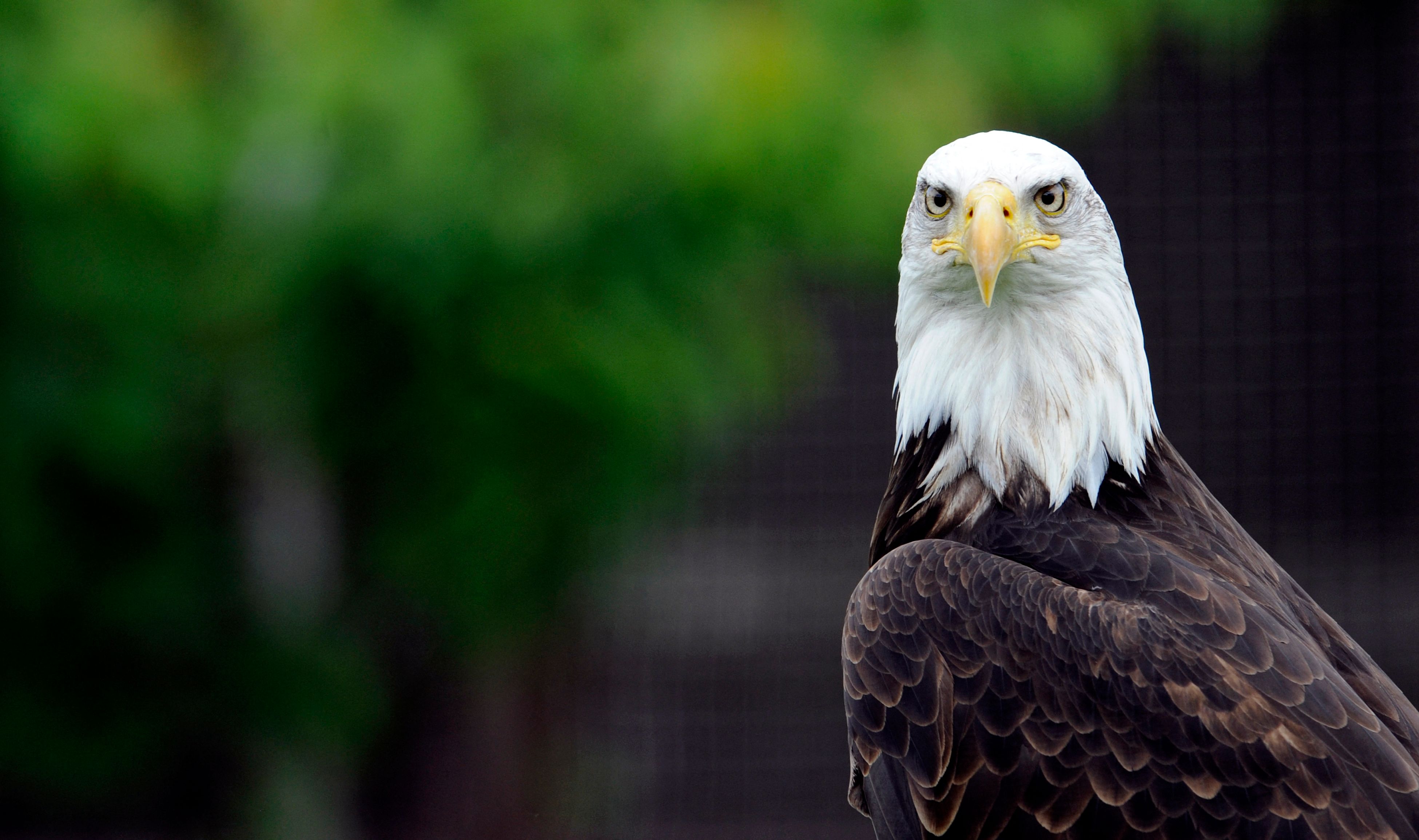 Pour avoir tué un rapace protégé, un chasseur lourdement condamné