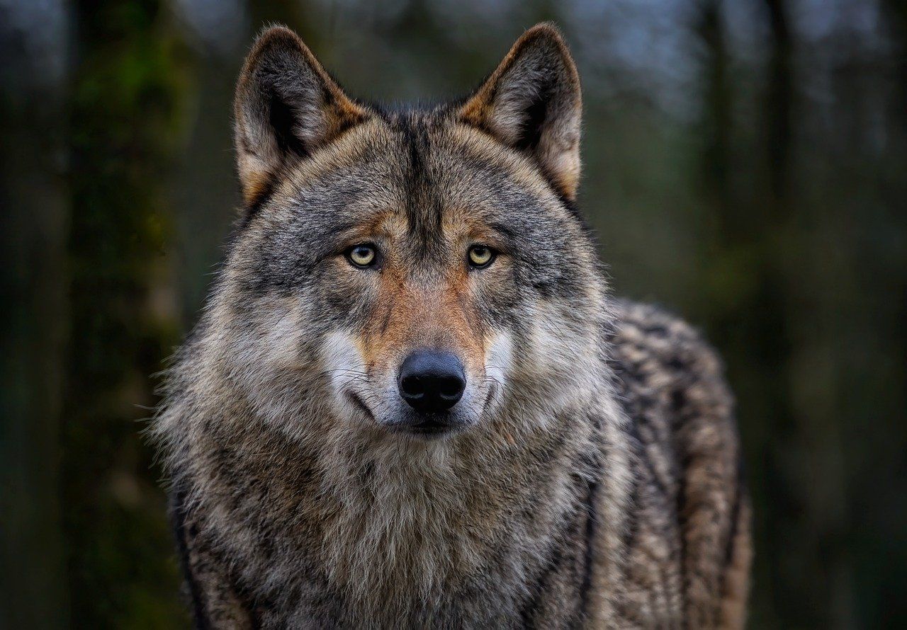 Une fillette mordue par un loup, la zone bouclée