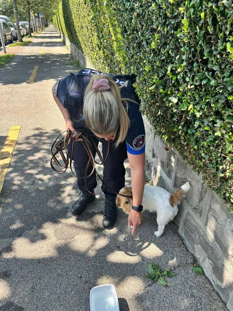 Lausanne: la police sauve deux chiens qui «suffoquent» dans une voiture