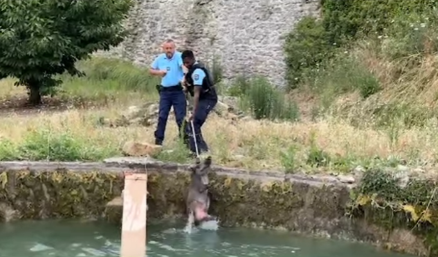 Des gendarmes sauvent des sangliers de la noyade