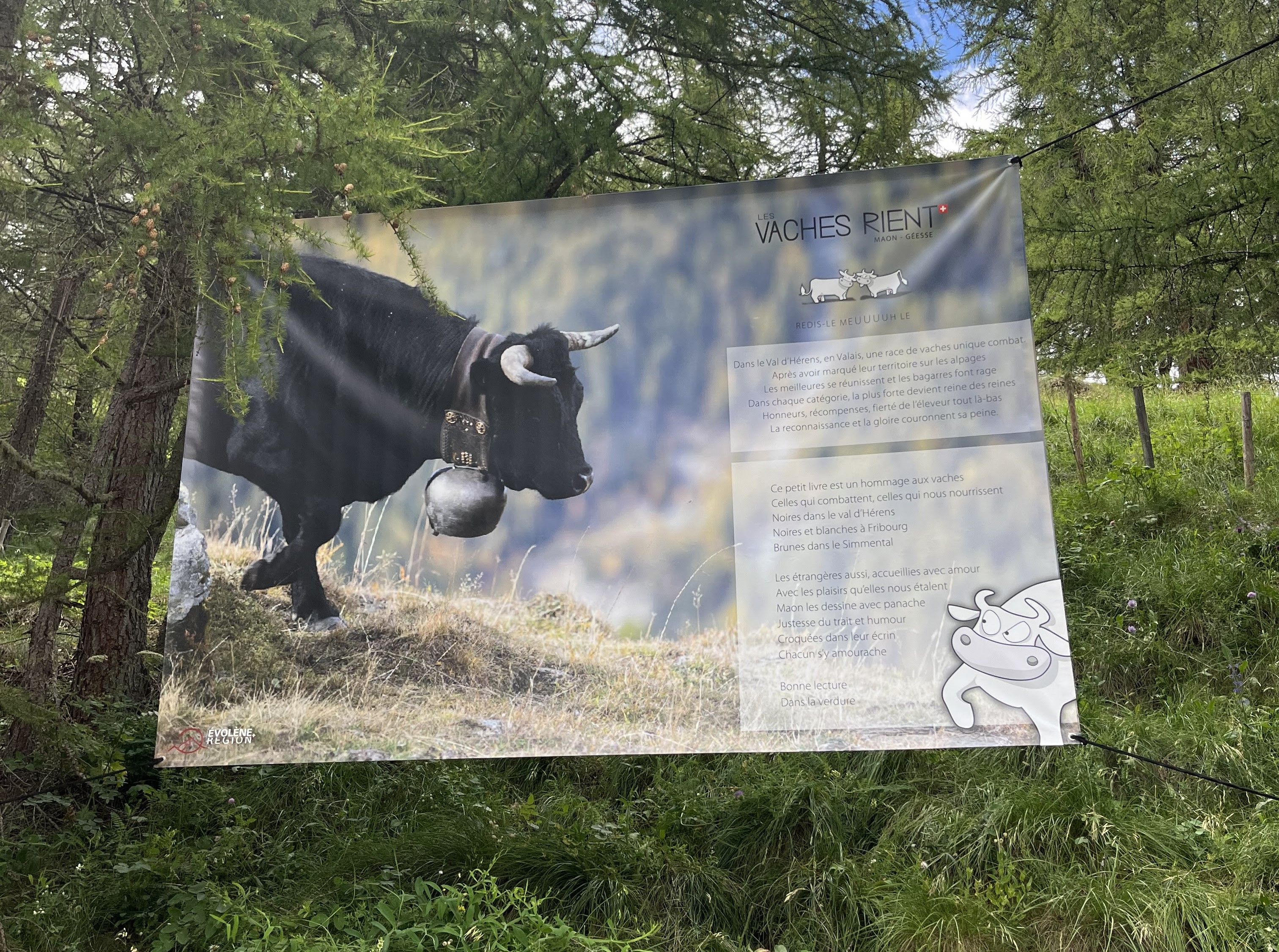 L'amour vache est dans le pré et les montagnes valaisannes