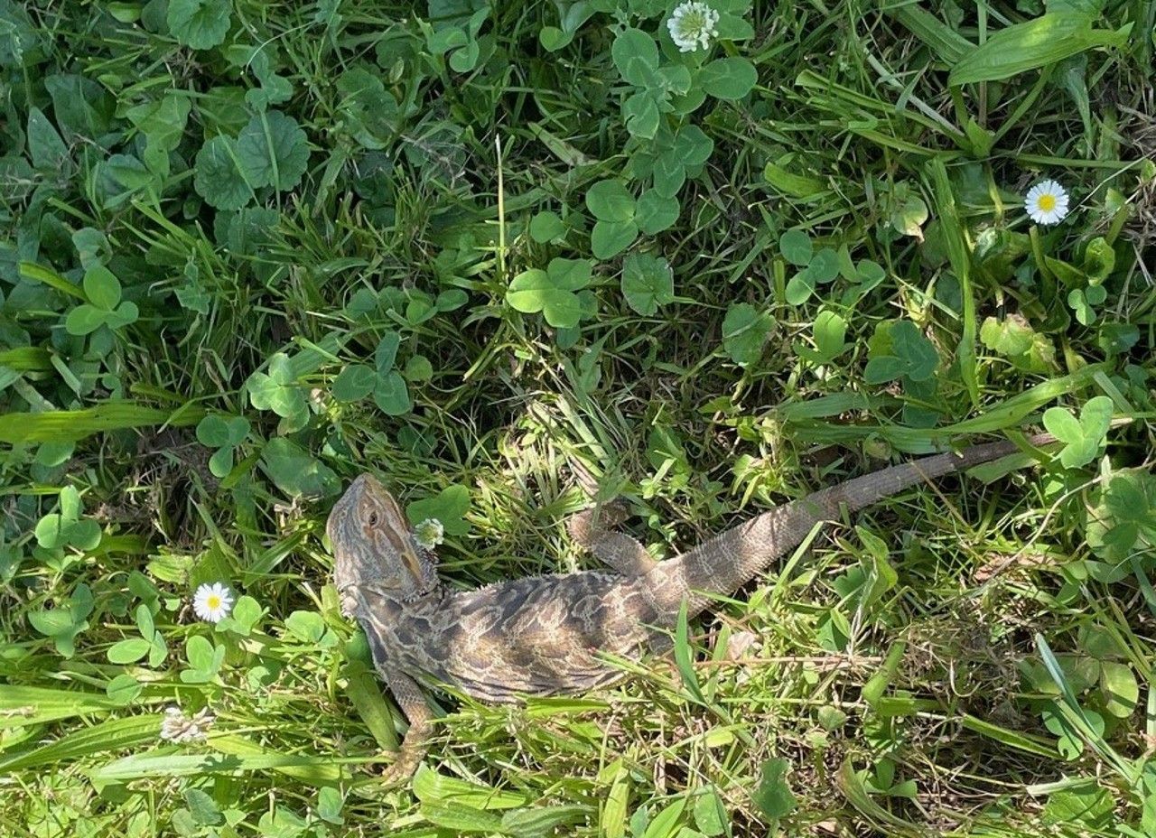 Un lézard exotique trouvé dans la nature à Rheinfelden