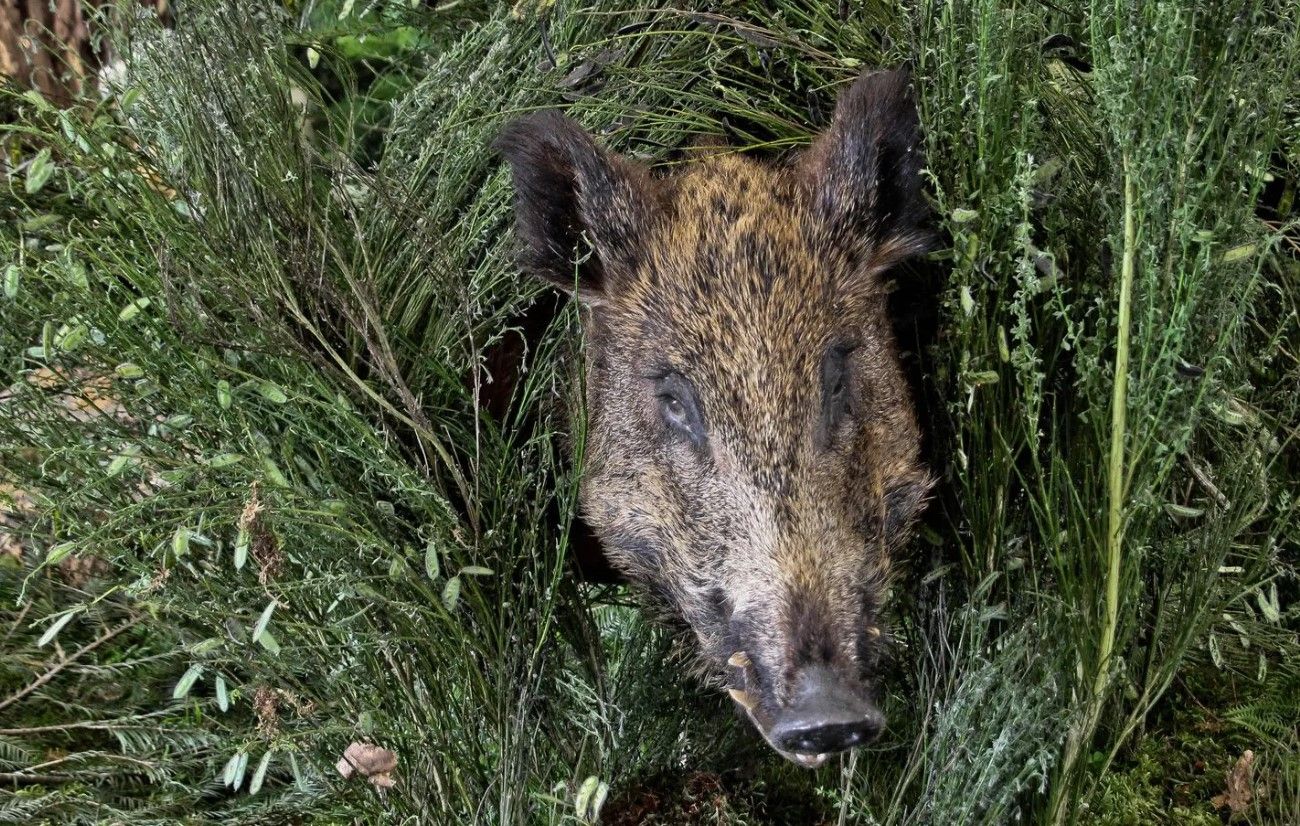 «Toto» le sanglier ne sera finalement pas euthanasié