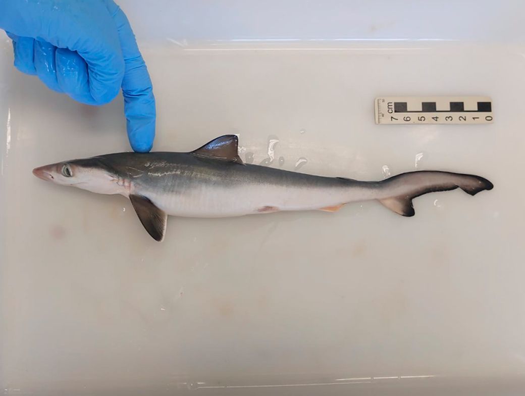 Première mondiale: de la cocaïne trouvée dans des requins