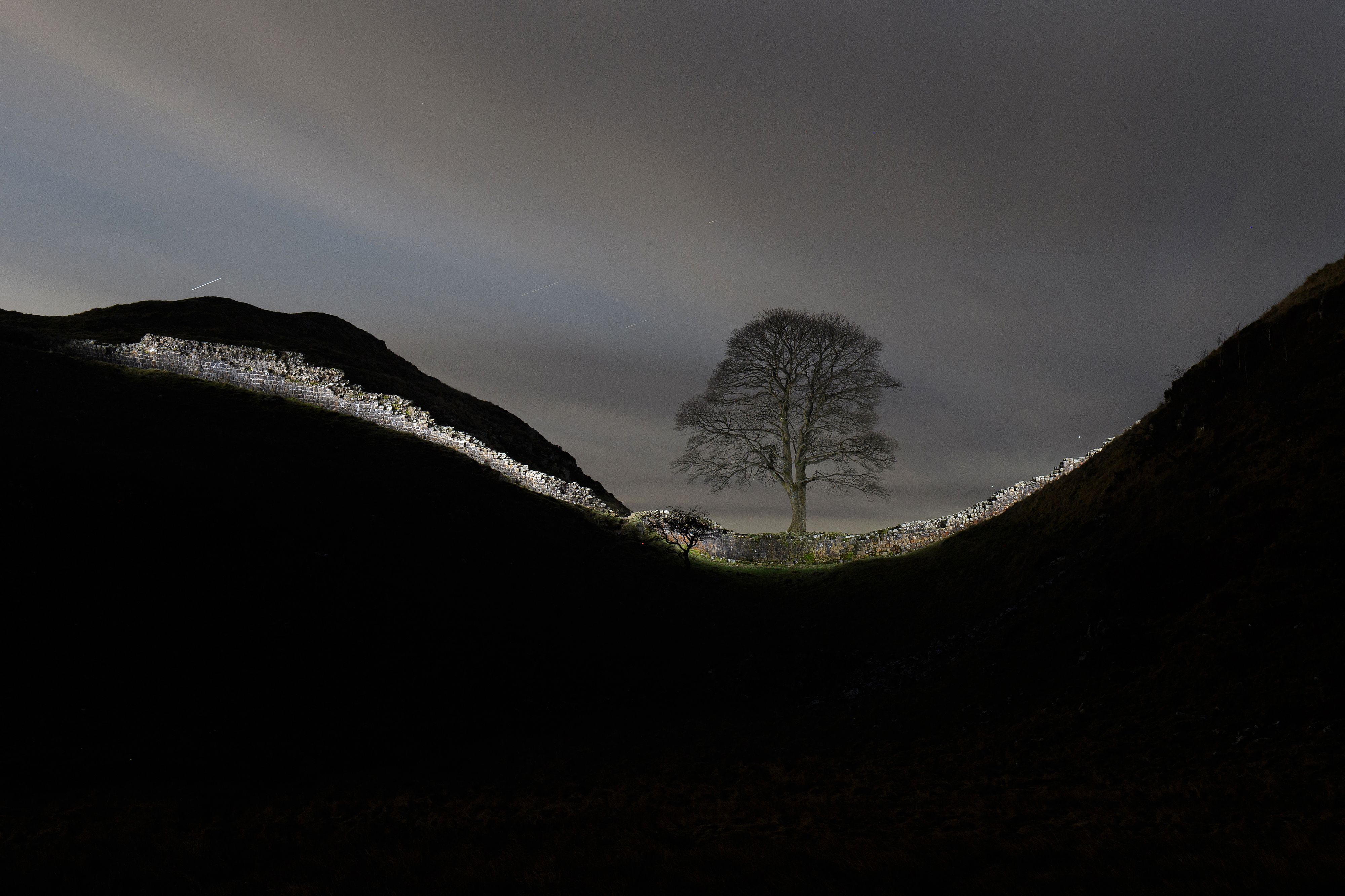 Un espoir fou pour l'érable de Sycamore Gap, abattu par des vandales