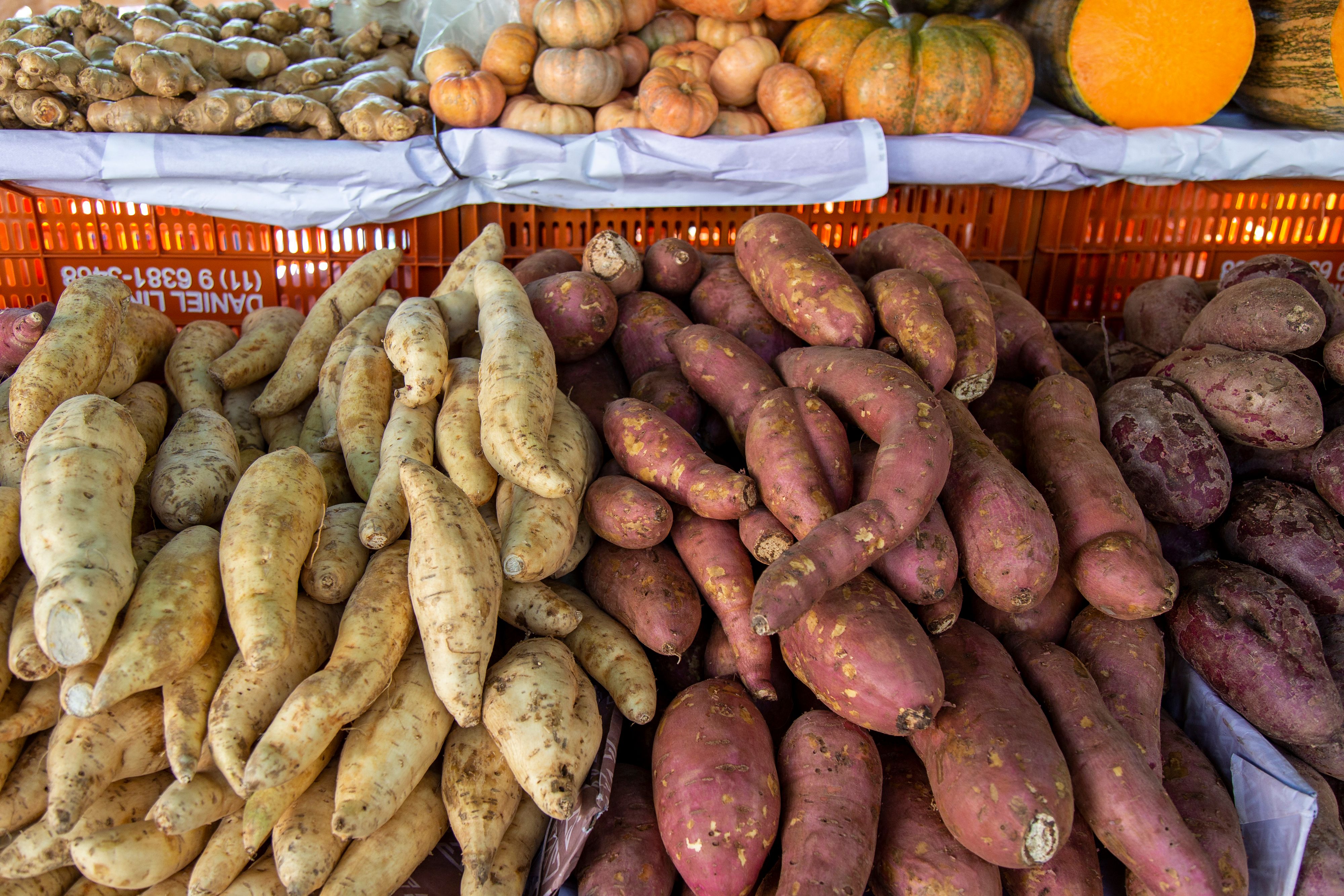 Un champignon venant d'Asie responsable des ravages sur le manioc