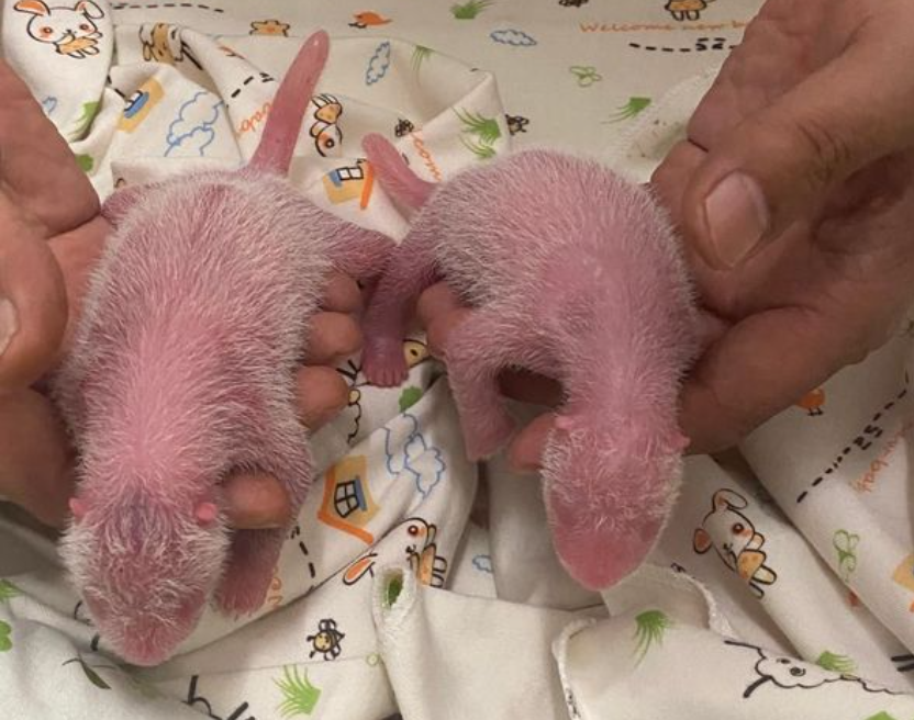 Naissance exceptionnelle de deux bébés pandas