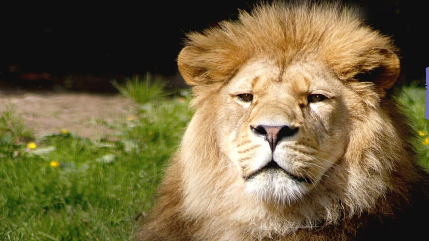 En formation, il se retrouve enfermé dans la fosse aux lions