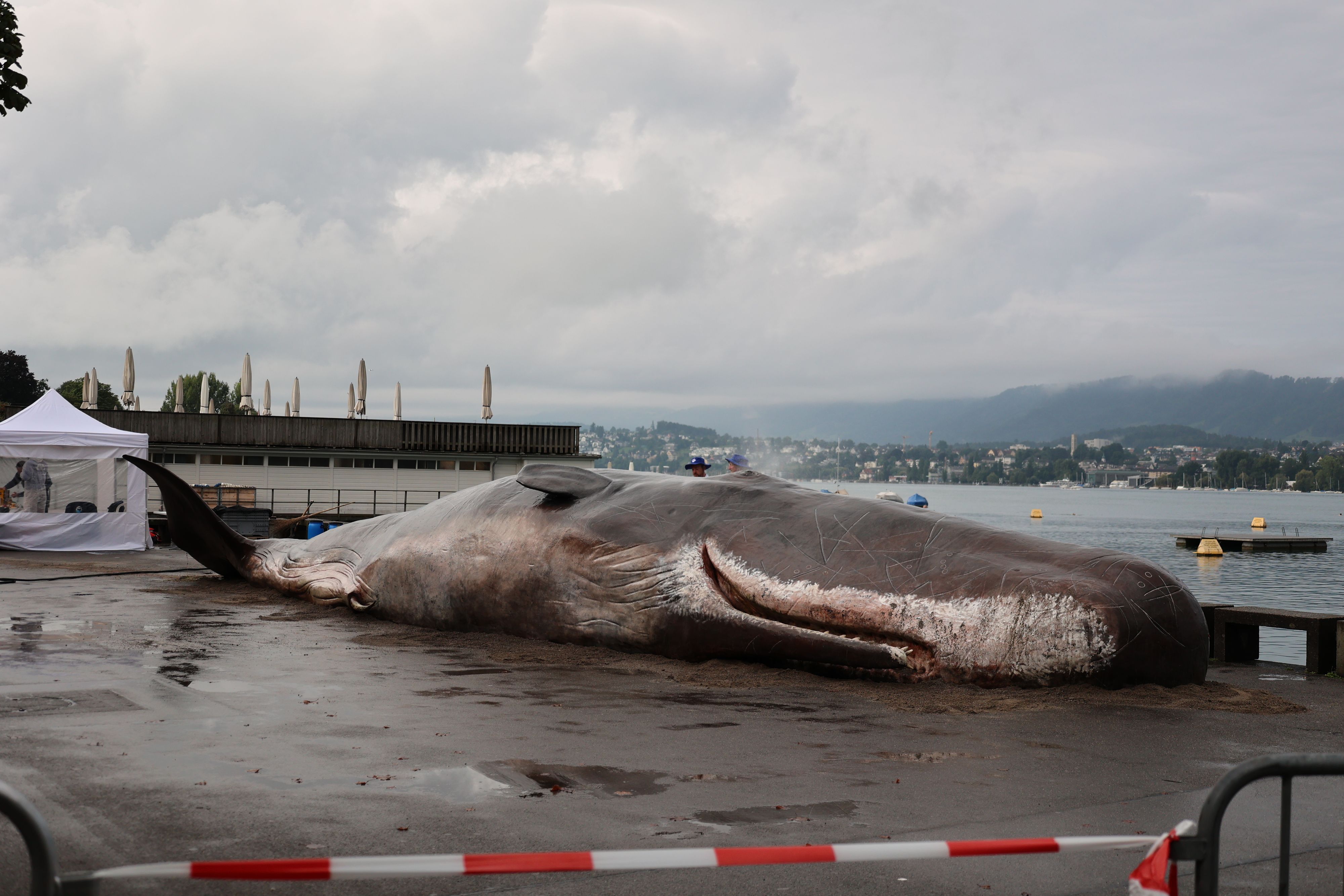 Un faux cachalot de 15 mètres s'échoue à Zurich