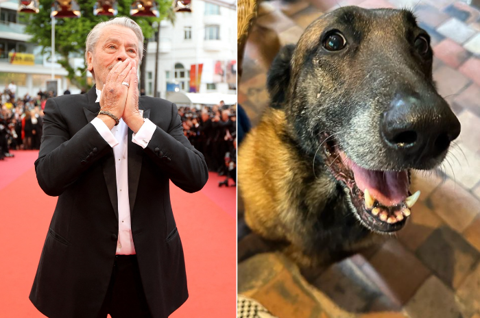 Mort d'Alain Delon: son chien ne le suivra pas dans la tombe