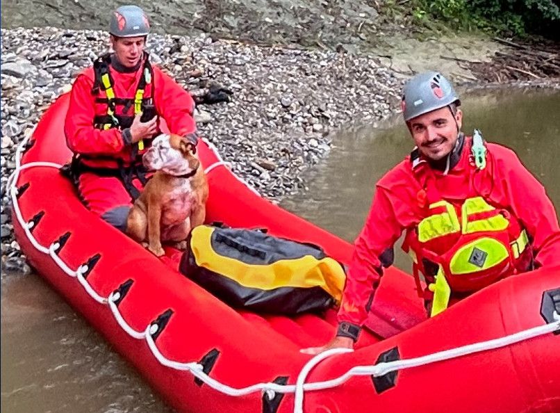 Un chien survit à une chute de 50 mètres puis une nuit dans la nature