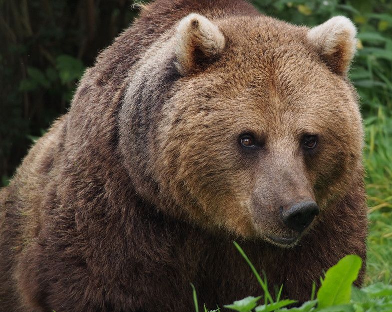 Grièvement blessé, par un ours et un coup de feu malheureux