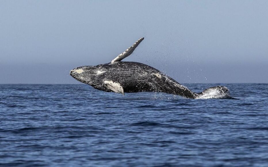 Une baleine à bosse libérée du port de Sydney après 22 heures d'épreuve