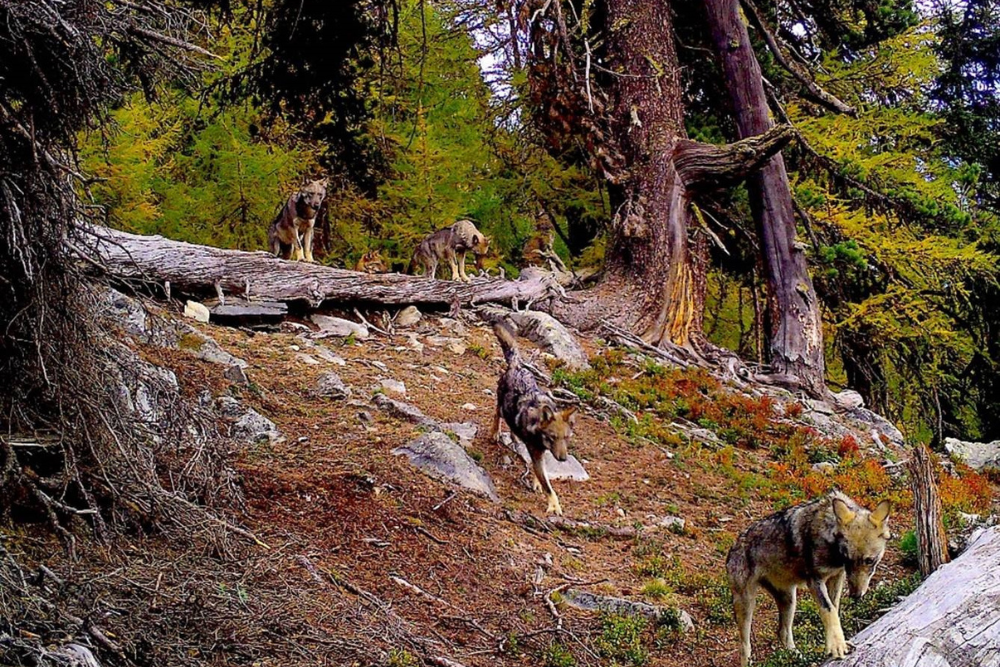 Le Valais veut éliminer près de 25 loups cette année