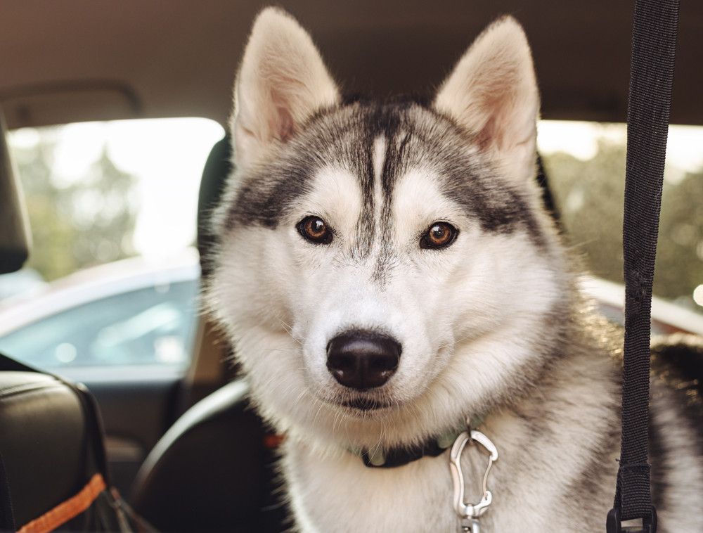 Un nourrisson de 5 jours tué par un husky