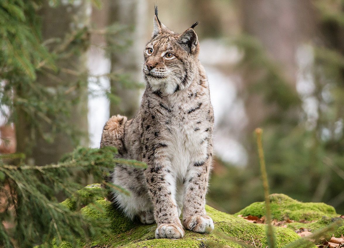 Un jeune lynx abattu par les gardes-chasse