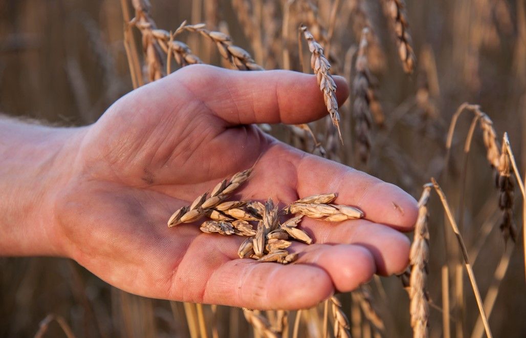 PurEpeautre: un concentré de force naturelle