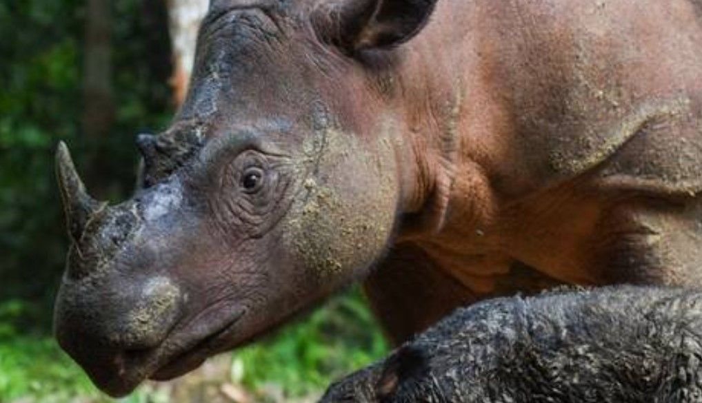 Un homme arrêté pour avoir vendu des cornes de rhinocéros via les réseaux sociaux