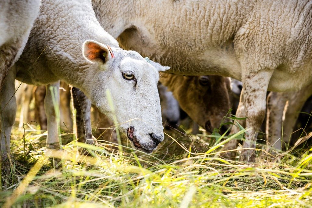 Maladie de la langue bleue: de nouveaux cas détectés en Suisse