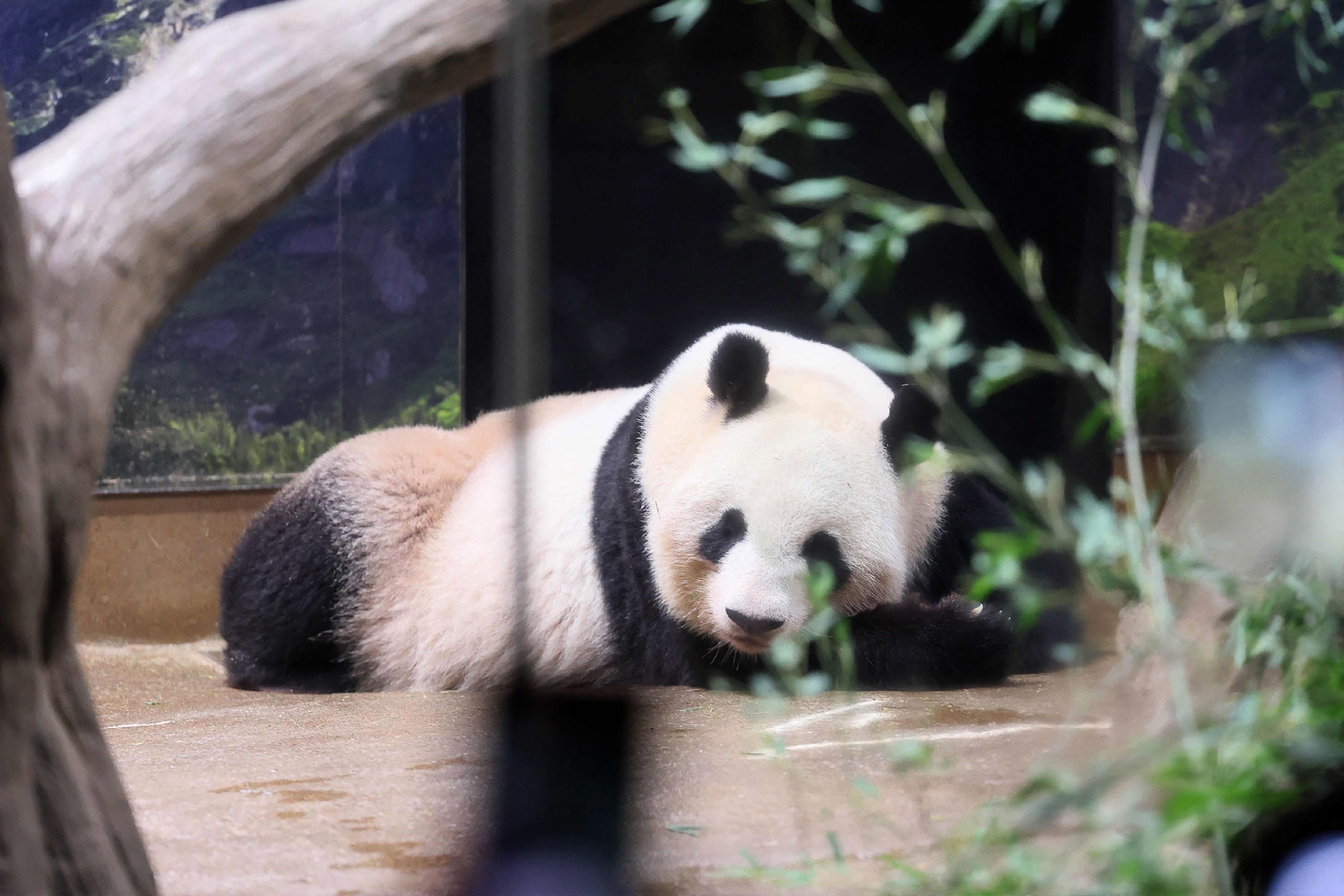 Souffrants, deux pandas rentrent en Chine pour finir leur vie