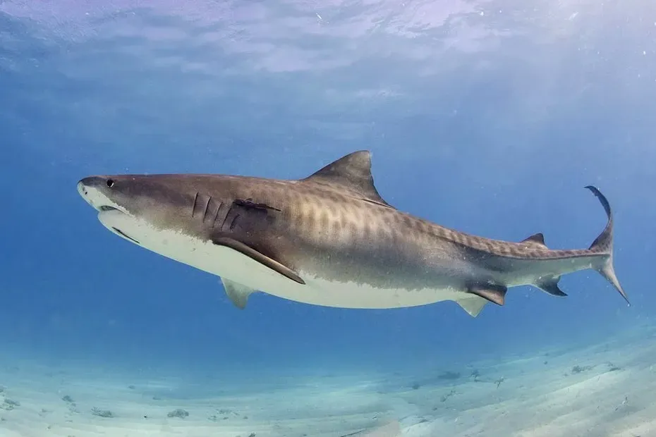 Un ado de 16 ans décapité par un énorme requin-tigre lors d'une plongée