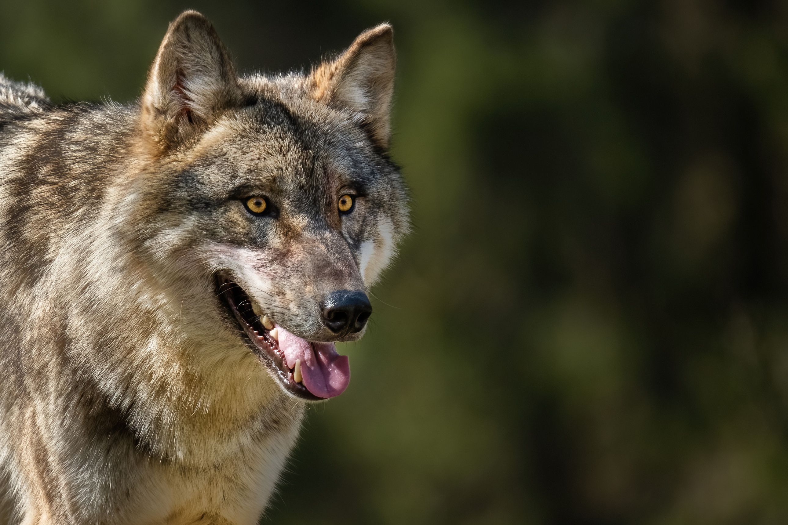 Une meute aurait tué neuf personnes, dont huit enfants