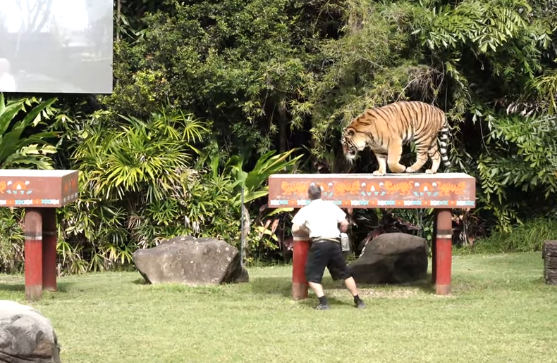 «Incident rare»: un tigre mord une gardienne dans un parc d'attraction