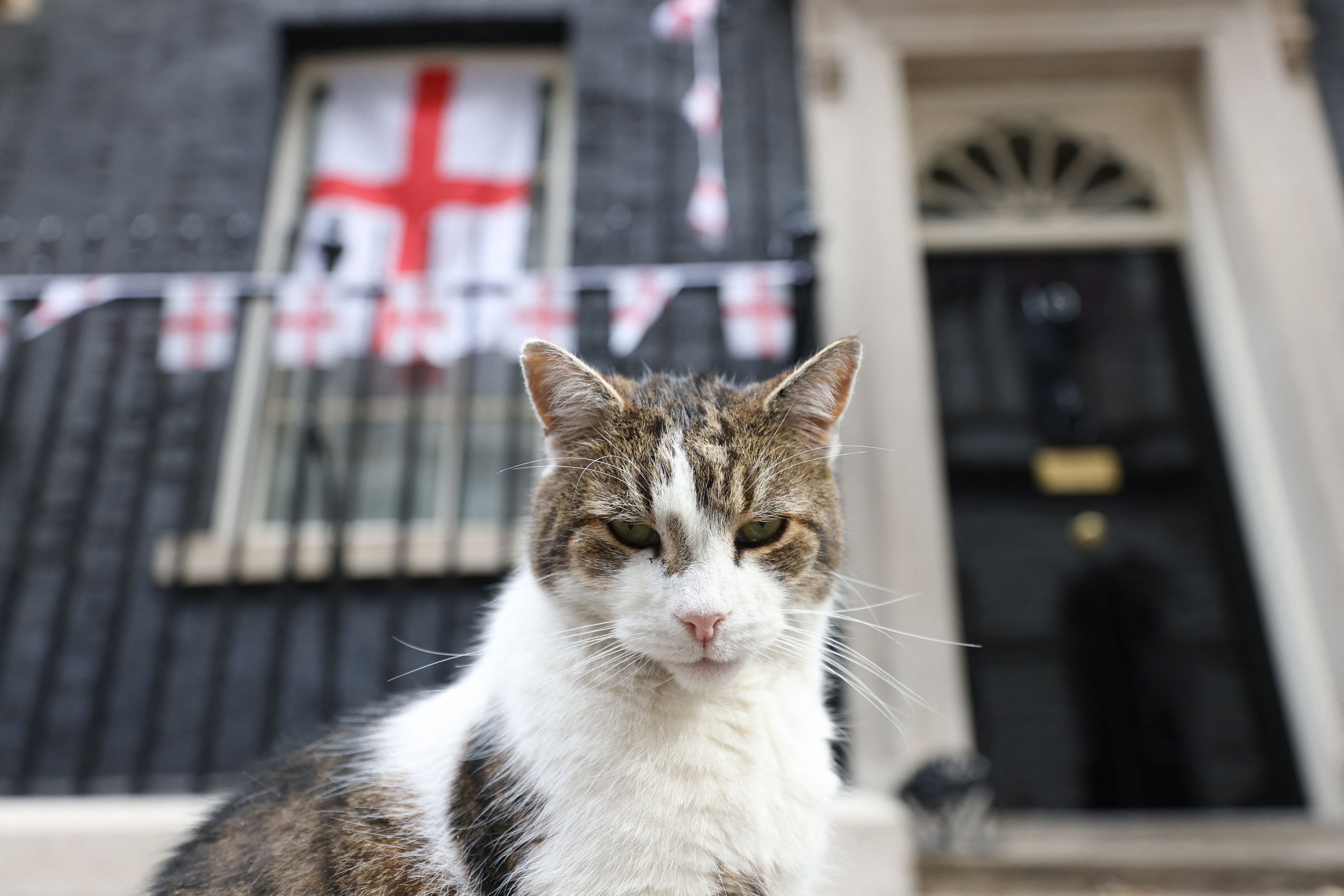 Peu commode, le chat de Downing Street doit supporter un chaton