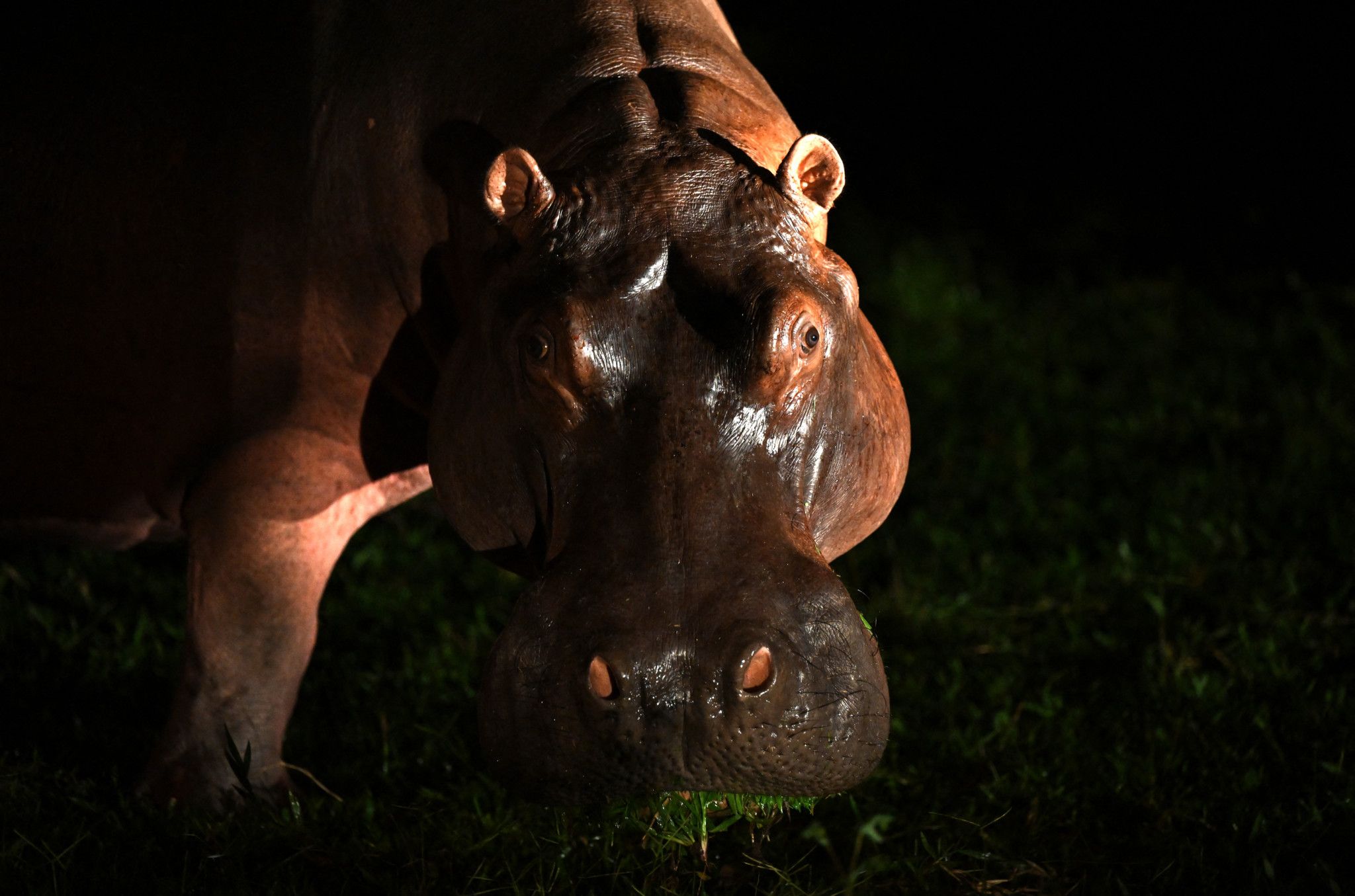 La justice ordonne la chasse des hippopotames d'Escobar