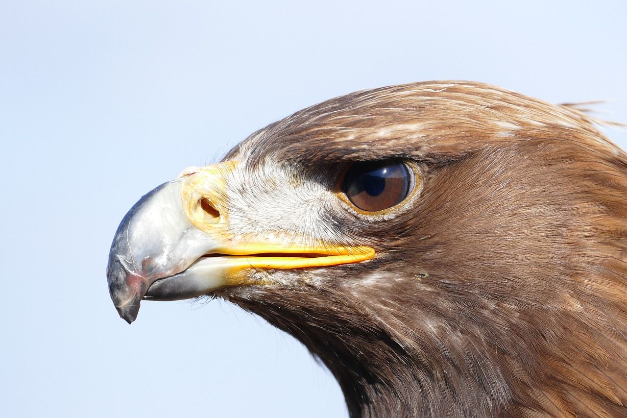 Un aigle attaque une fillette avant d'être abattu