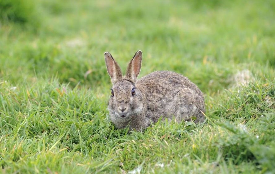 En trois heures, un homme a abattu sans raison 81 animaux domestiques!