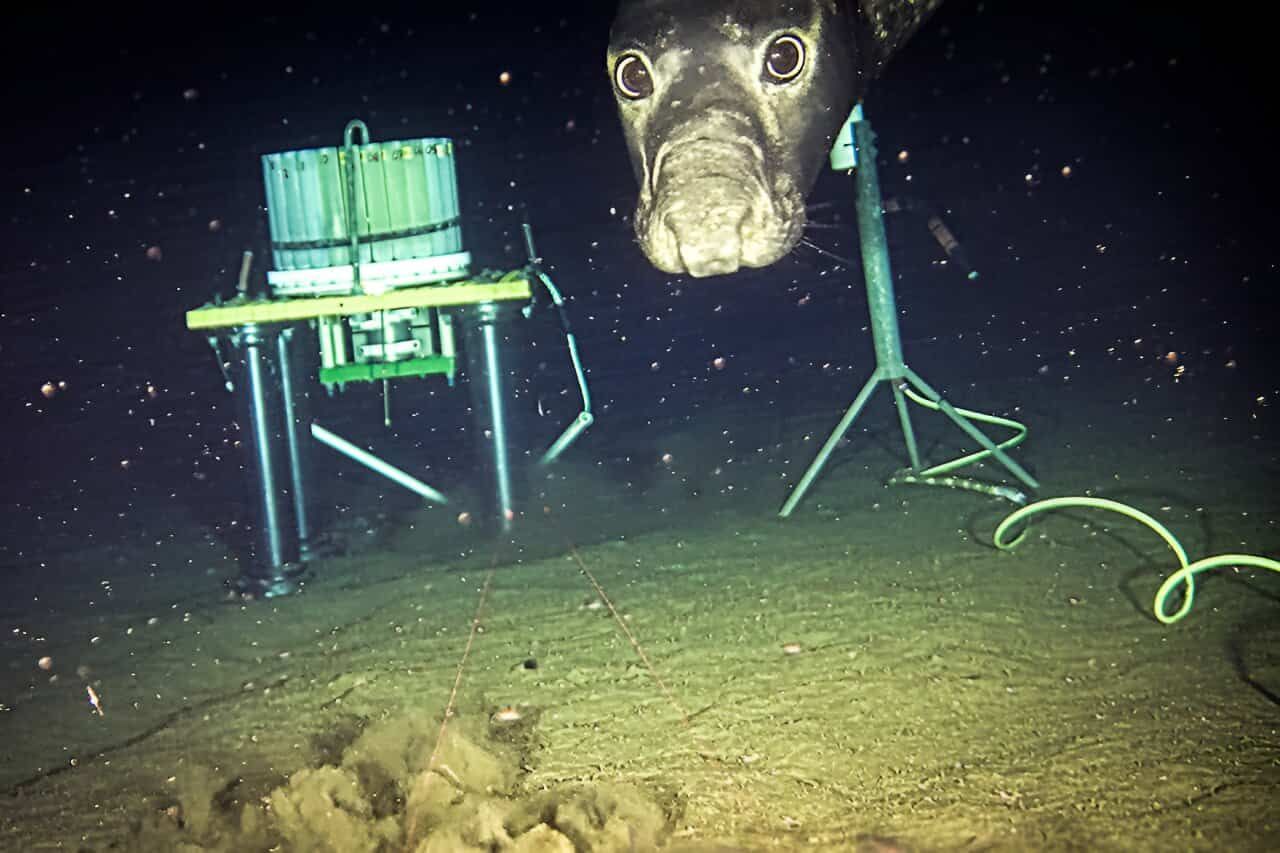 Des éléphants de mer squattent l'observatoire sous-marin