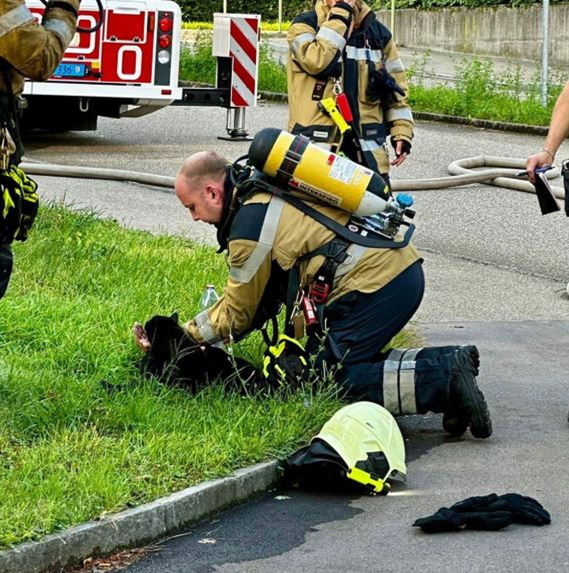 Les pompiers sauvent deux chats d'un incendie