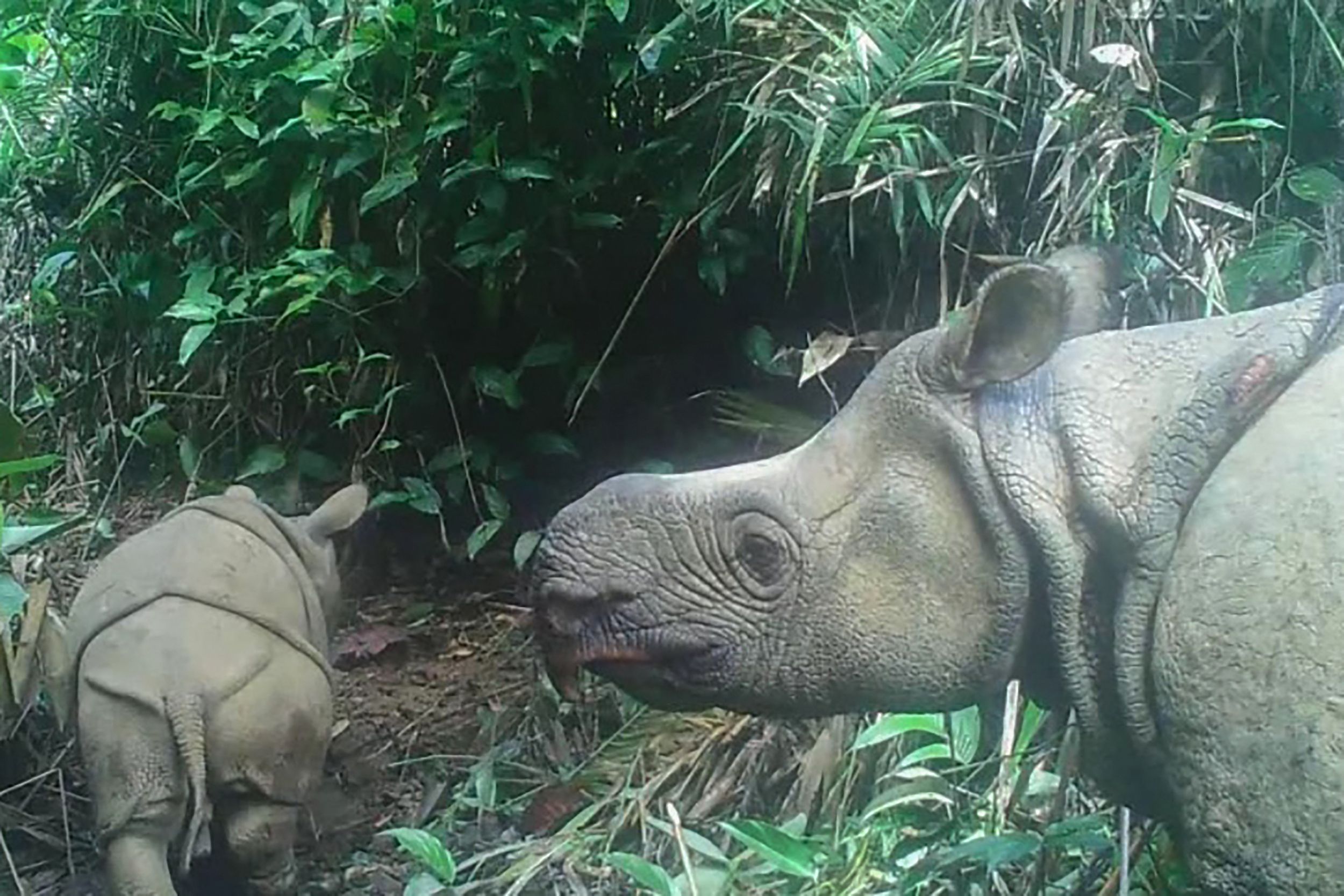 Une caméra repère un jeune rhinocéros de Java