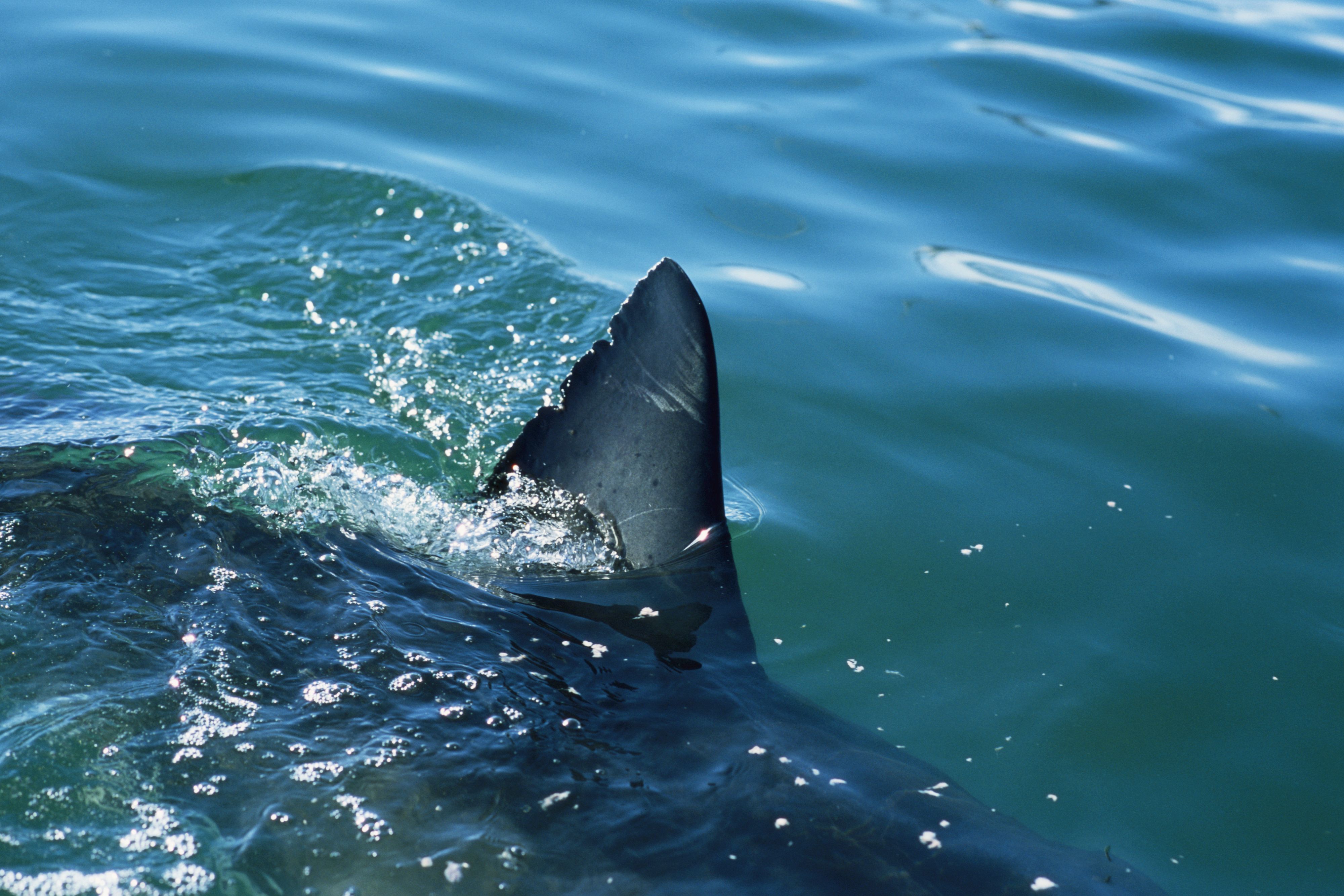 Un requin tue une touriste au large des Canaries