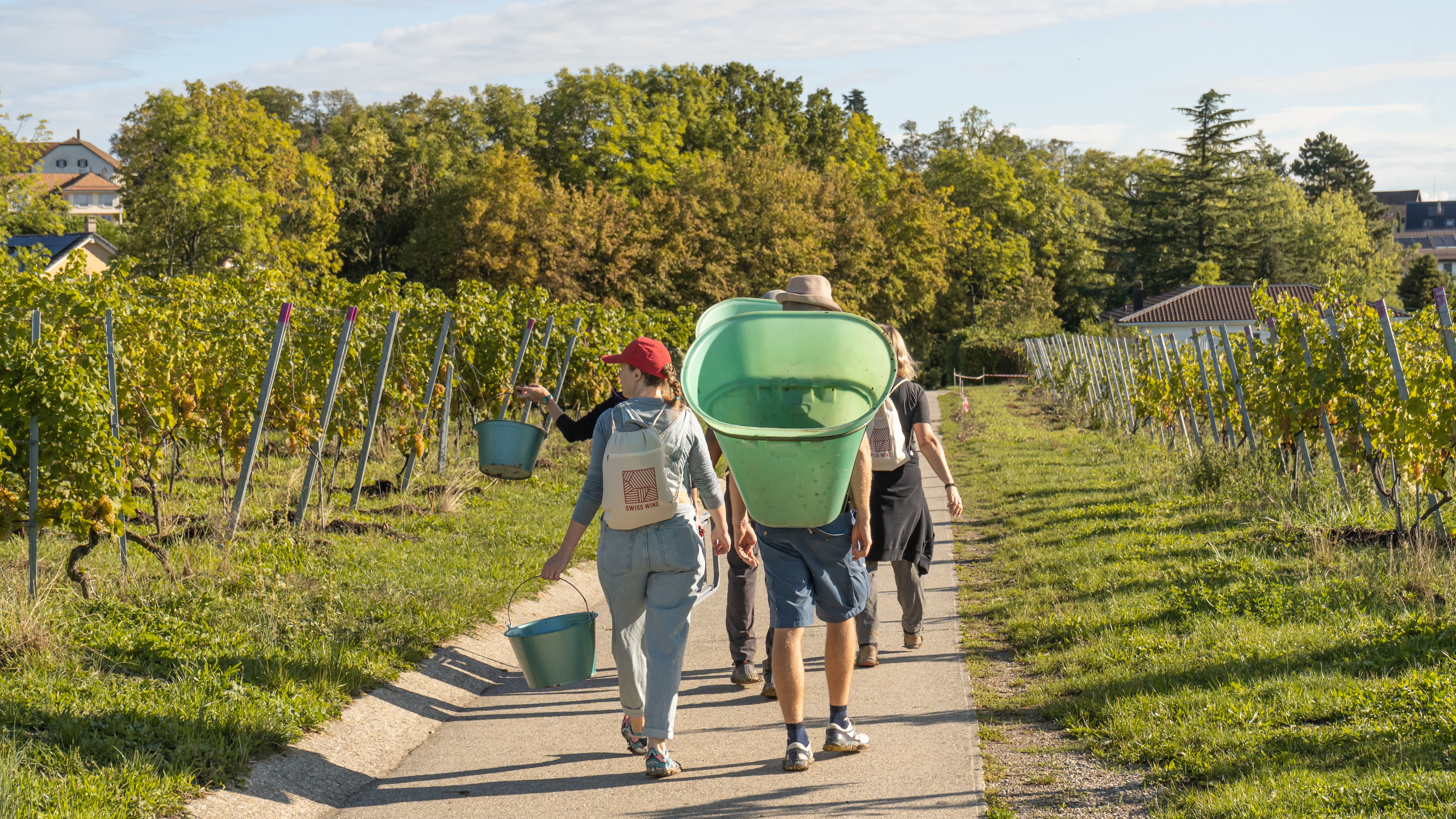 Les vendanges en Suisse: une immersion au coeur d'une tradition millénaire