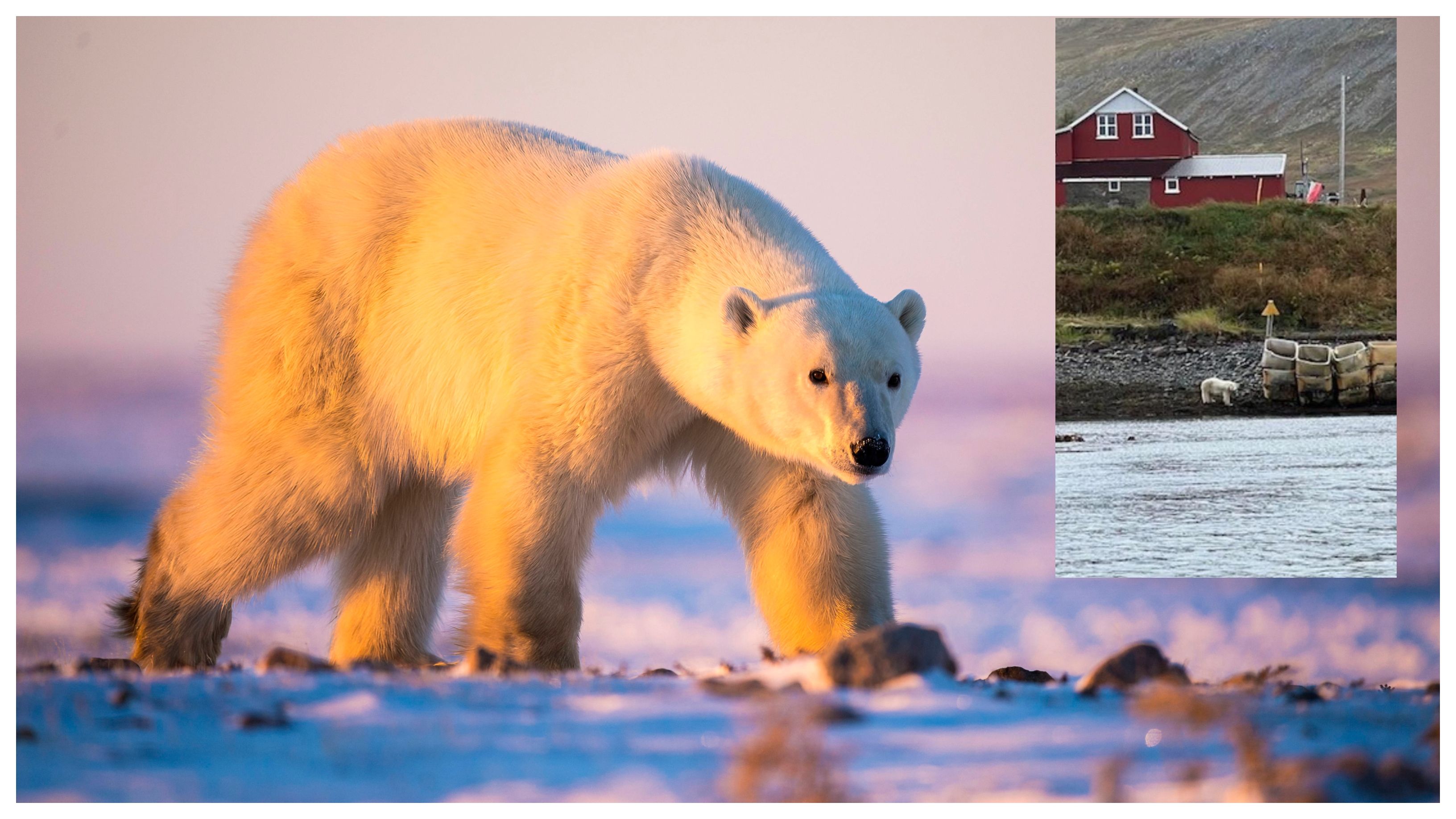 Un ours polaire égaré près des maisons a dû être abattu