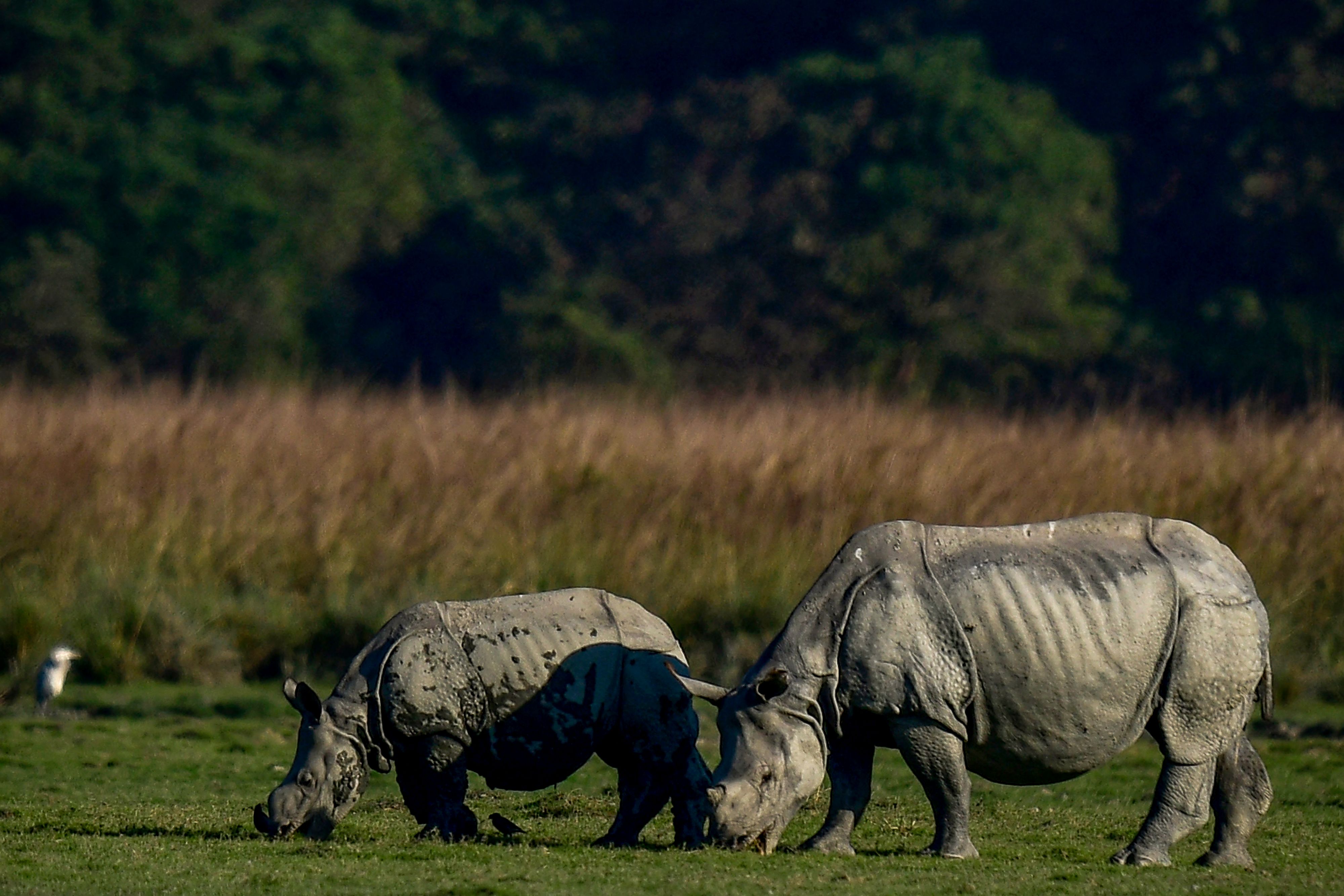 La population de rhinocéros à une corne a presque triplé